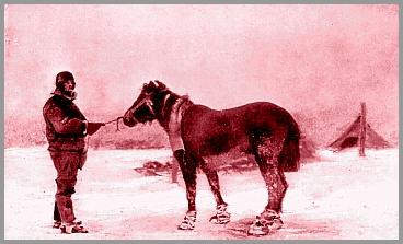 'Brownie', our pony
