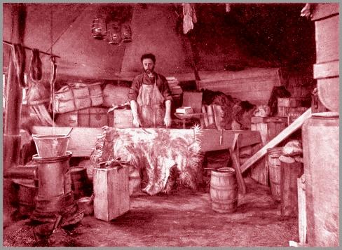 Cleaning a bear-skin