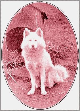 Boyar