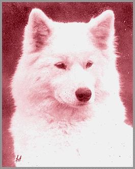 Crystal of the Arctic