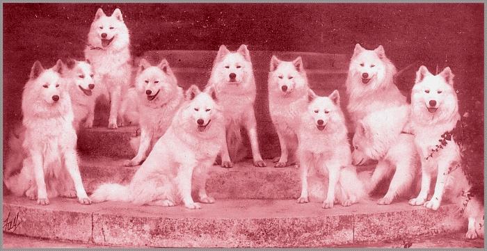 Dogs at Oak Hall