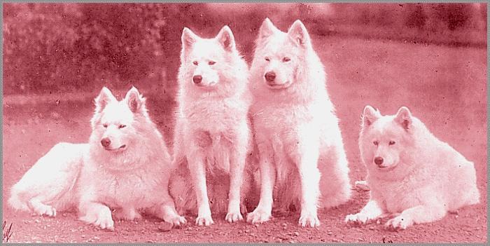 Riga, Kara Queen and Loga of the Arctic and Winter