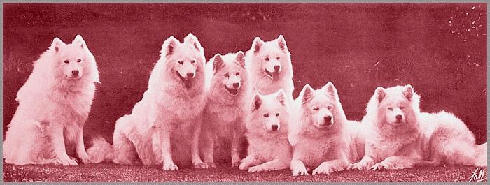 Dogs at Oak Hall