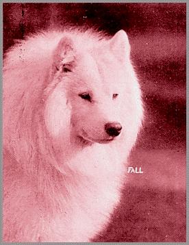 Fohn of the Arctic
