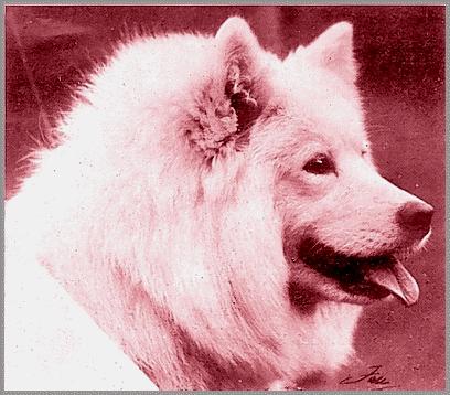 Ch. Greta of the Arctic