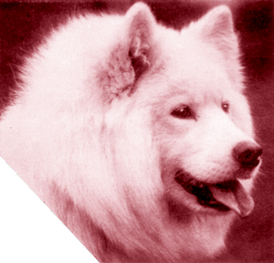 Headstudy of Gretha of the Arctic