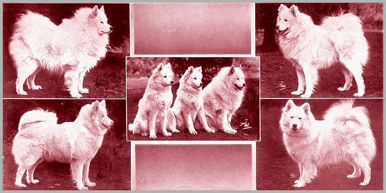 Group of dogs