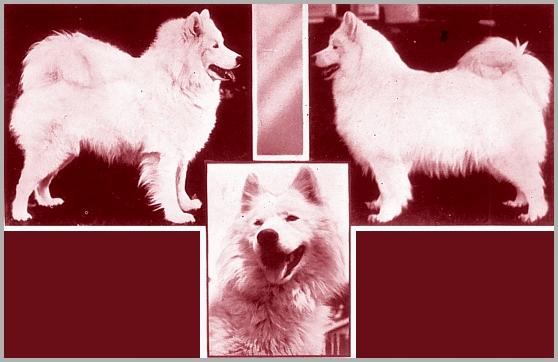 Diverse honden