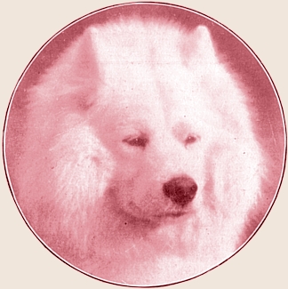 Loga of the Arctic