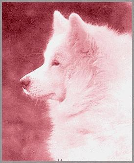 Loga of the Arctic