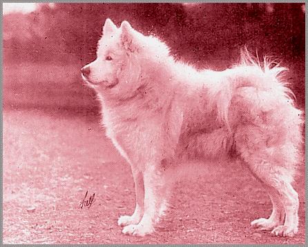 Loga of the Arctic