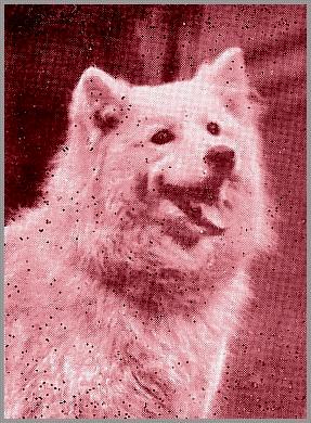Princess Foedorovna