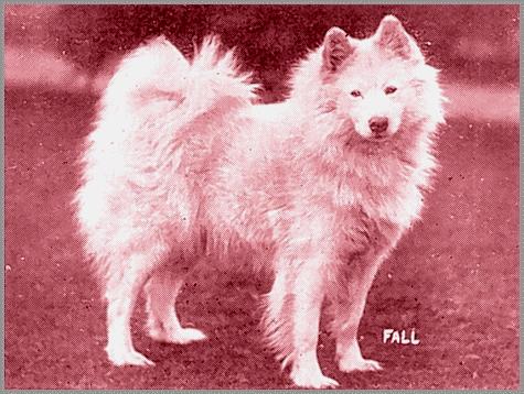 Tchita of the Arctic