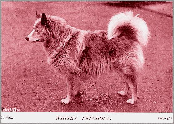 Whitey Petchora