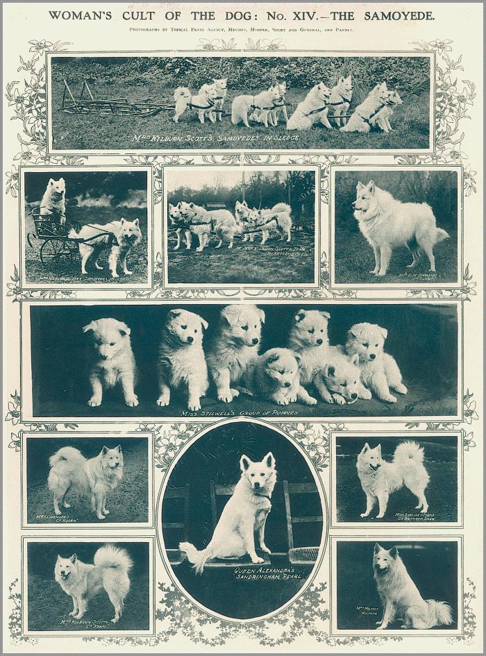 iWoman's Cult of the Dog (several pictures)
