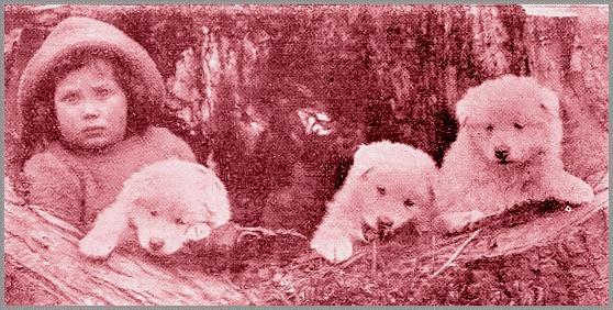 Joy Kilburn Scott with three baby Samoyedes