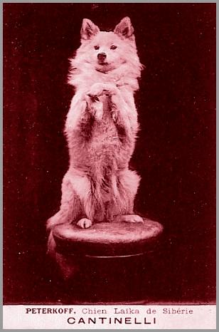 Peterkoff, circushond