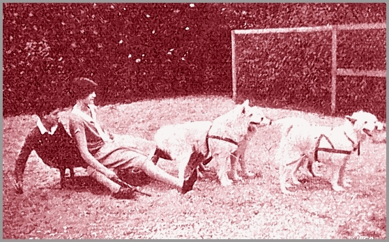 Aantal honden van de Duinrand kennel voor de slede gespannen