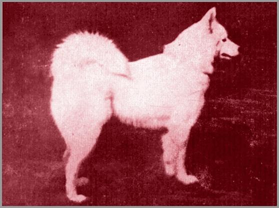 Farningham Narucha of Samoya