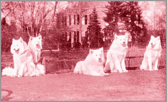 Groep van vroege honden