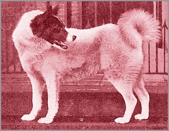 Luska