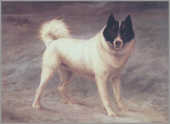 Luska, eigendom van de Prince of Wales, geshowd als Siberische Sledenhond