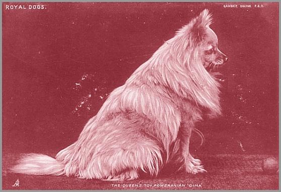 The Queens Toy Pomeranian